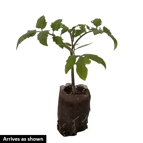 Red Marble Tomato Heirloom Variety 1
