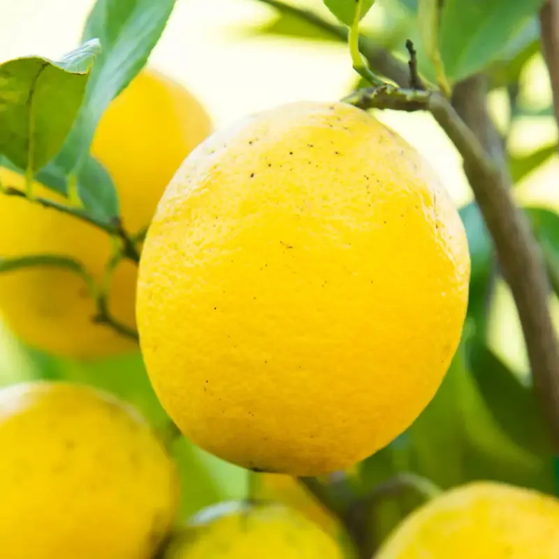 Dwarf Meyer Lemon Tree - Compact Citrus Plant for Container Gardening 2