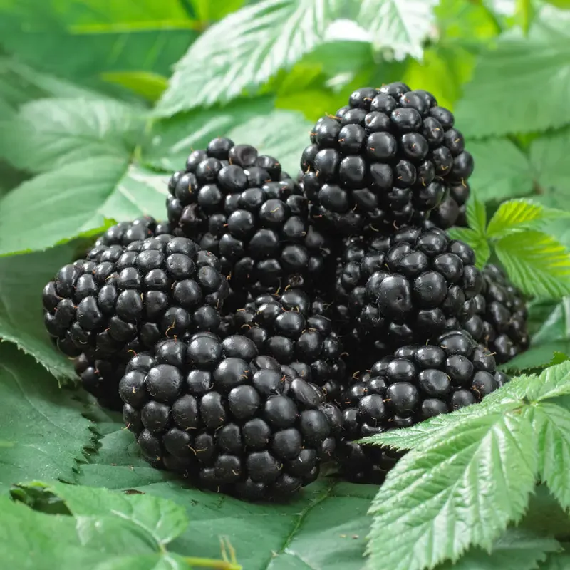 Ervin Blackberry Fruit Variety