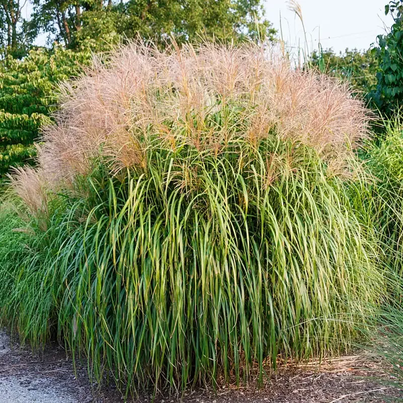 Maiden Grass Ornamental Perennial Plant for Garden Landscaping
