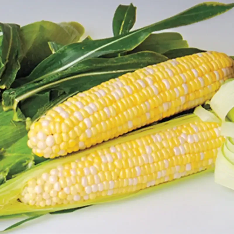 Sweetness Hybrid Sweet Corn Seeds for Home Gardening