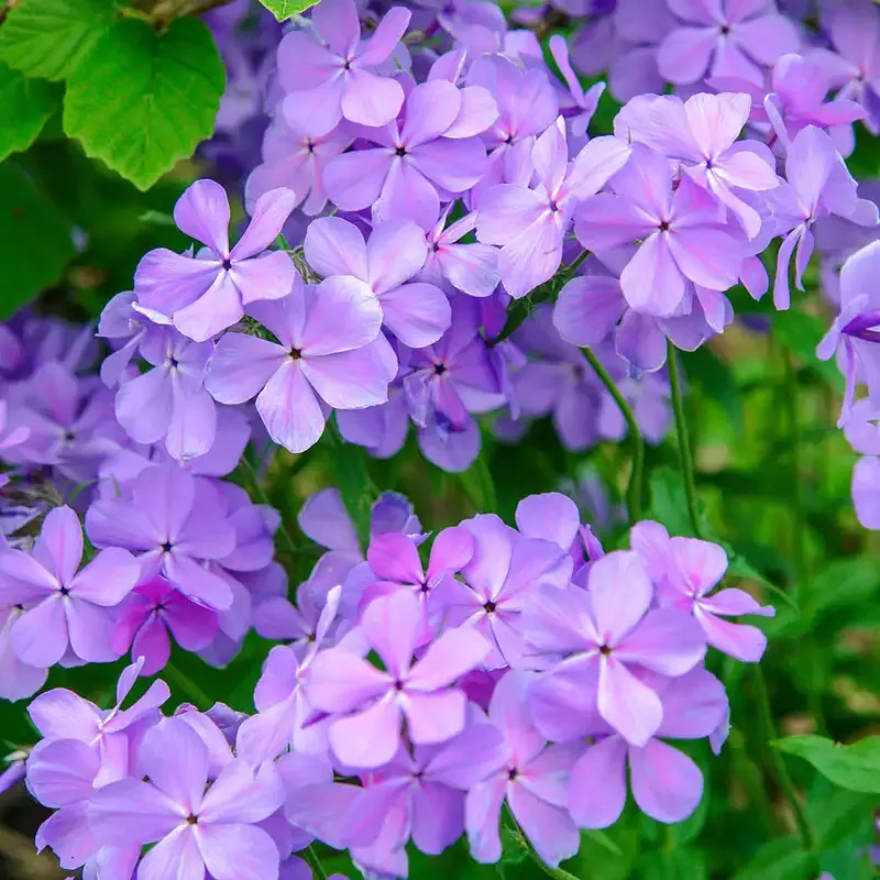 Blue Moon Phlox Perennial Woodland Flower Plant