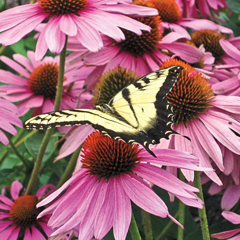 Metal Coneflower Garden Sculpture Floral Ornament