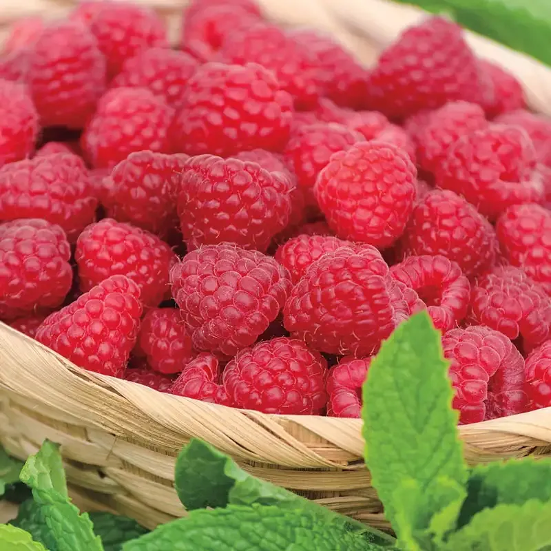 Jaclyn Raspberry Plant - Everbearing Red Raspberry Bush