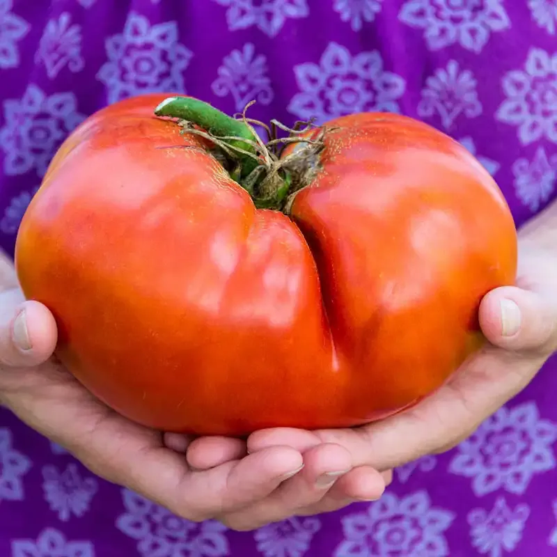 Ruby Monster Hybrid Tomato Seeds - High-Yield Beefsteak Variety 1