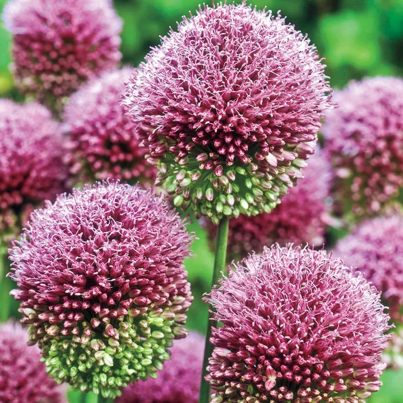 Bee and Butterfly Garden Collection - Pollinator-Friendly Flower Seed Mix 8