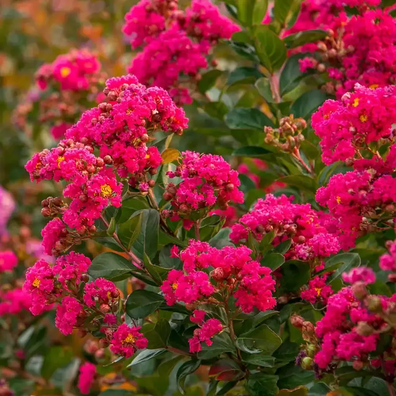 Northern Belle Hardy Watermelon Crape Myrtle Flowering Shrub 1