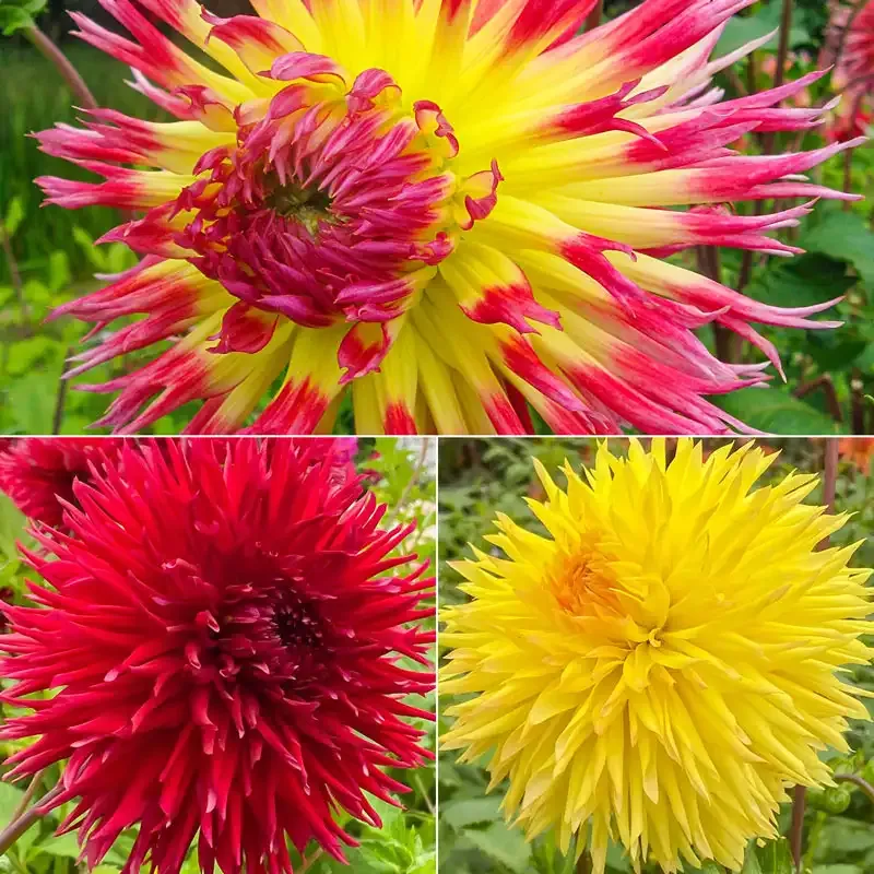 Fimbriata Dahlia Collection - Fringed Decorative Flower Bulbs