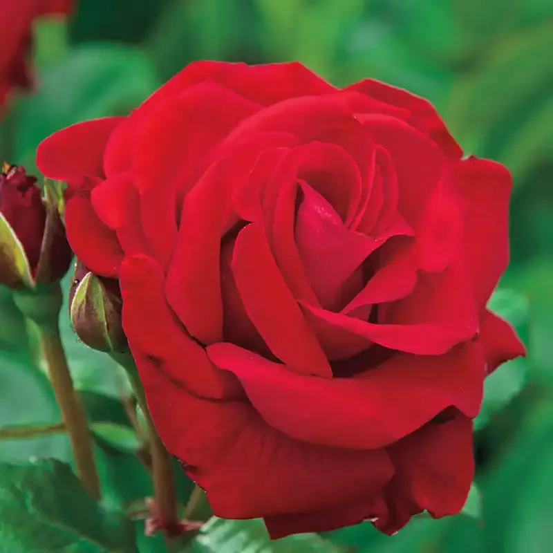 Drop Dead Red Floribunda Rose Plant - Resilient Landscape Shrub