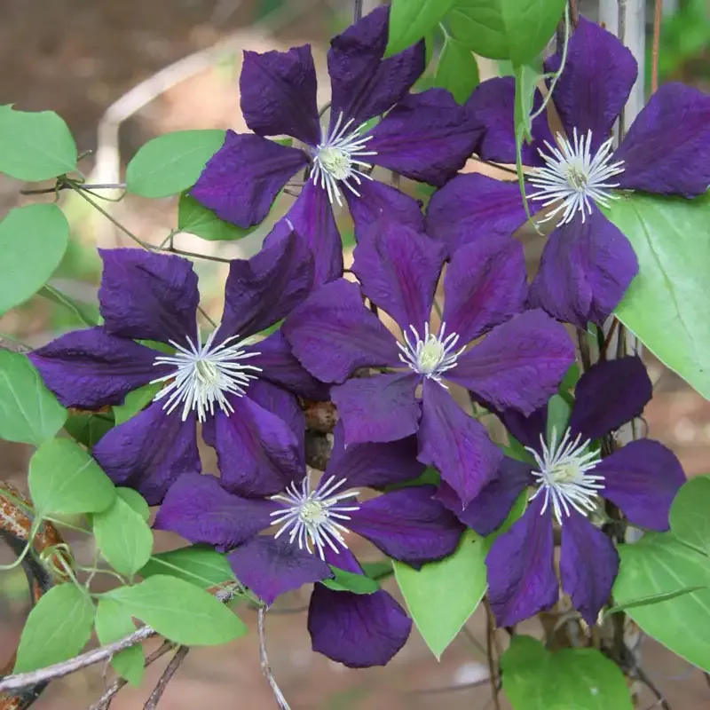 Etoile Violette Clematis Deep Purple Flowering Climbing Vine