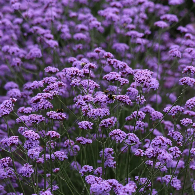 Verbena Botanical Floral Fragrance Eau de Toilette
