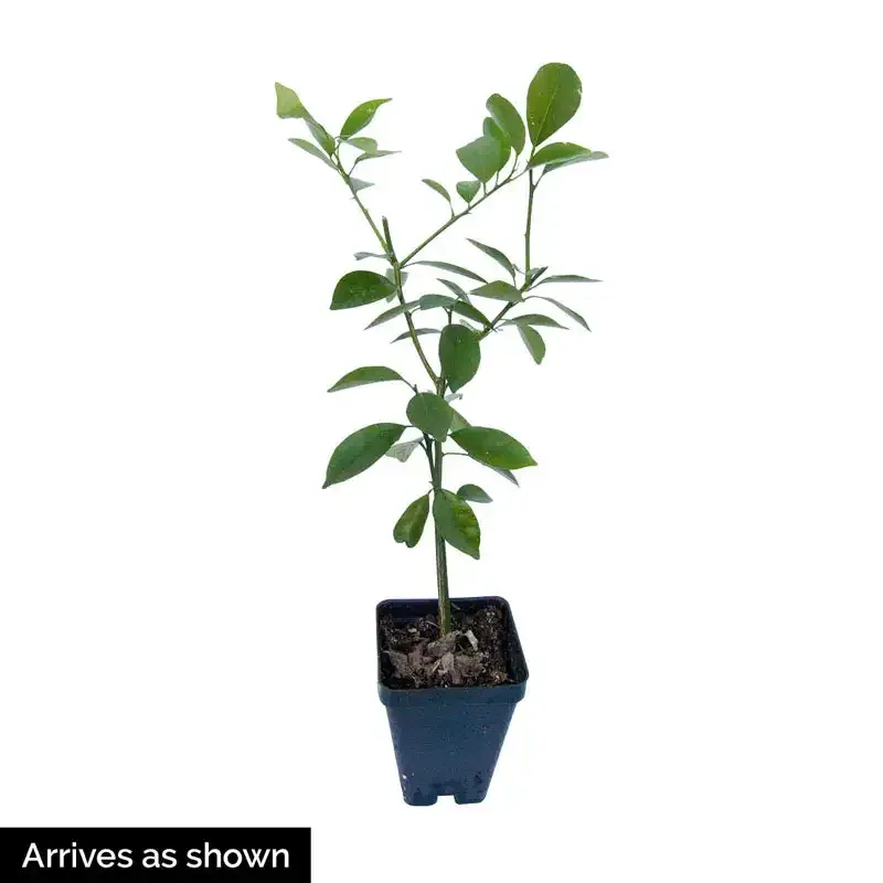 Dwarf Meyer Lemon Tree - Compact Citrus Plant for Container Gardening 1