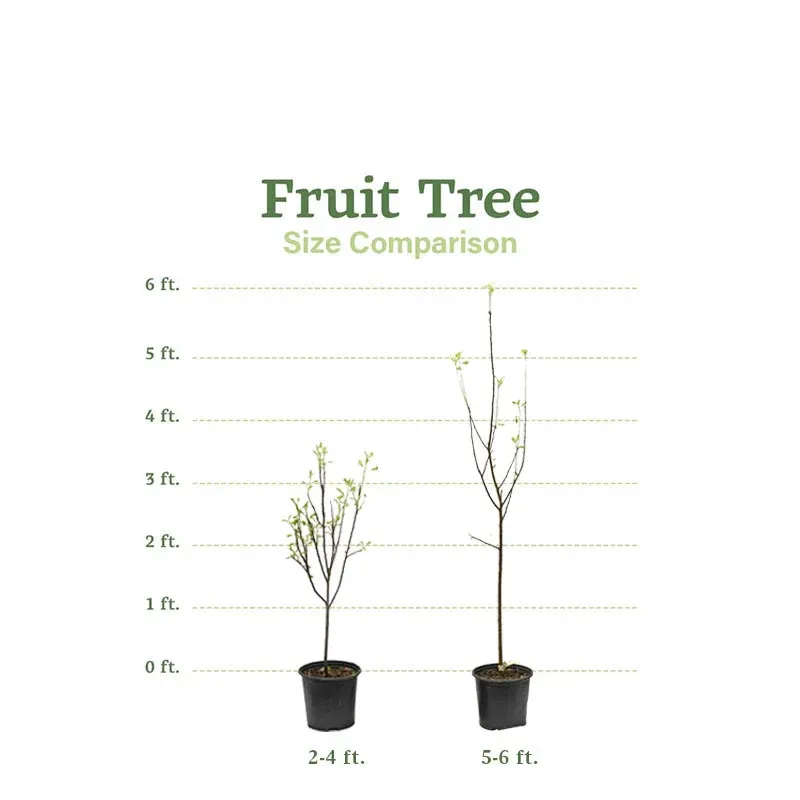 Caramel Cocktail American Persimmon Tree - Cold Hardy Fruit Variety 5