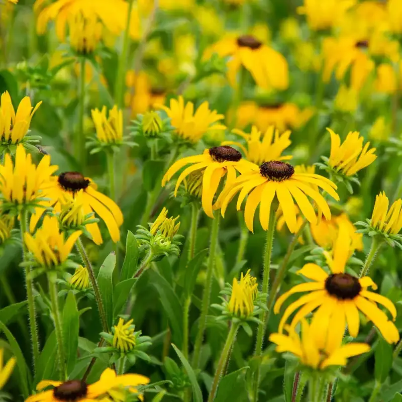 American Gold Rush Black-Eyed Susan (Rudbeckia) Perennial Plant 2