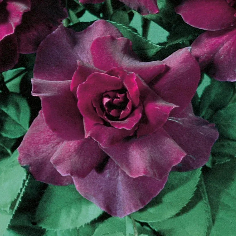 Intrigue Floribunda Rose - Deep Purple Fragrant Garden Shrub