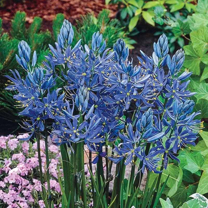 Bee and Butterfly Garden Collection - Pollinator-Friendly Flower Seed Mix 6