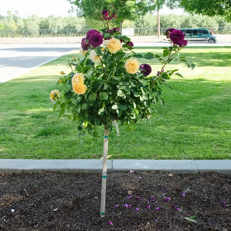 Ebb Tide Floribunda Rose - Deep Purple Fragrant Garden Shrub 2