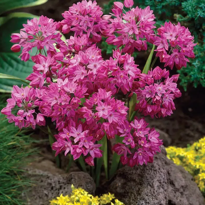Deer-Resistant Allium Bulbs for Naturalizing Perennial Garden Displays 3