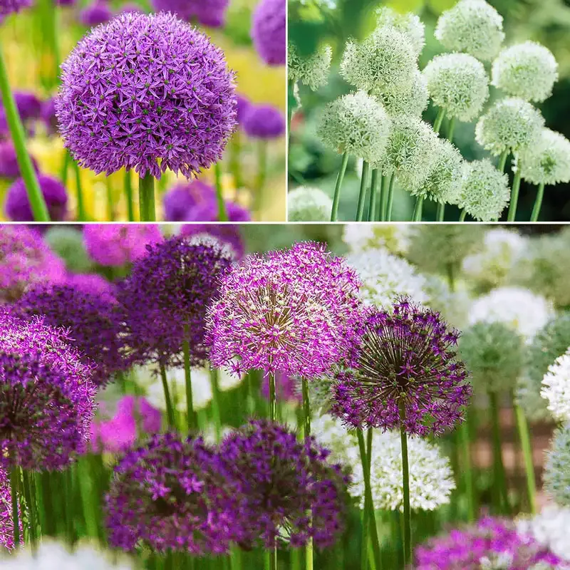 Deer-Resistant Allium Bulbs for Garden Borders