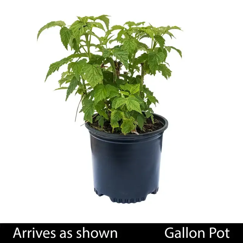 Astilbe Amethyst Perennial Shade Plant with Deep Purple Plumes 1