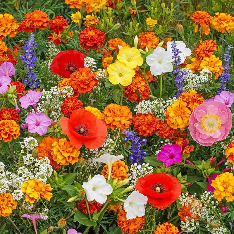 Deer Resistant Seed Mix - Native Wildflower and Grass Blend for Garden Landscaping