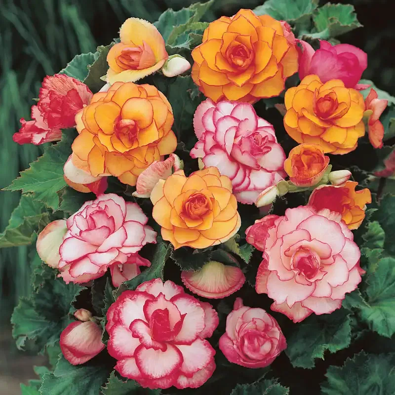 Picotee Begonia Mix - Assorted Tuberous Flowering Bulbs