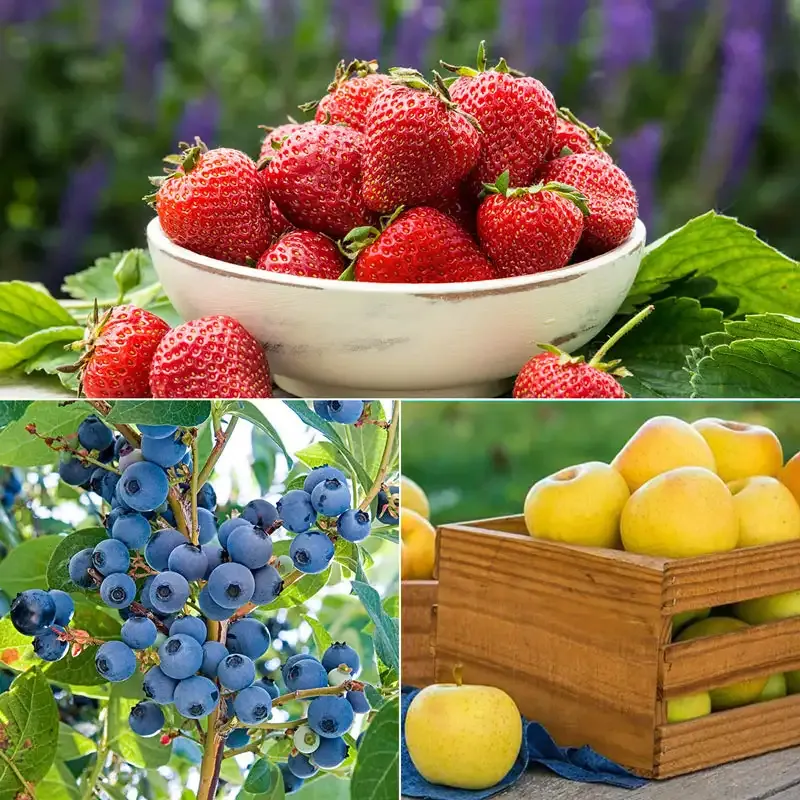 Fresh Seasonal Fruit Assortment - Natural Produce Selection