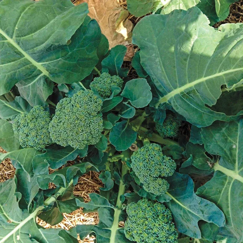 Blue Ribbon Hybrid Broccoli Seeds for Home Gardening 1