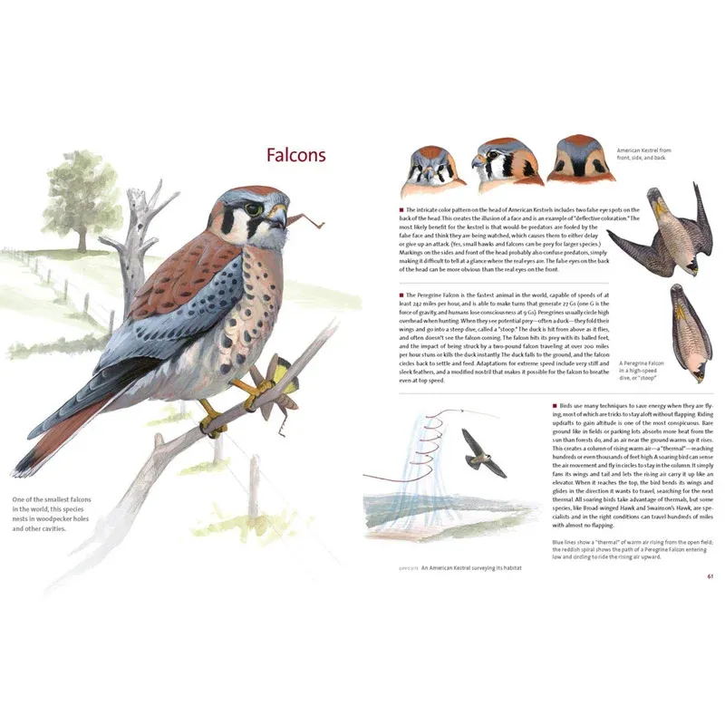 What It’s Like to Be a Bird: An Illustrated Guide to Avian Behavior and Biology 1