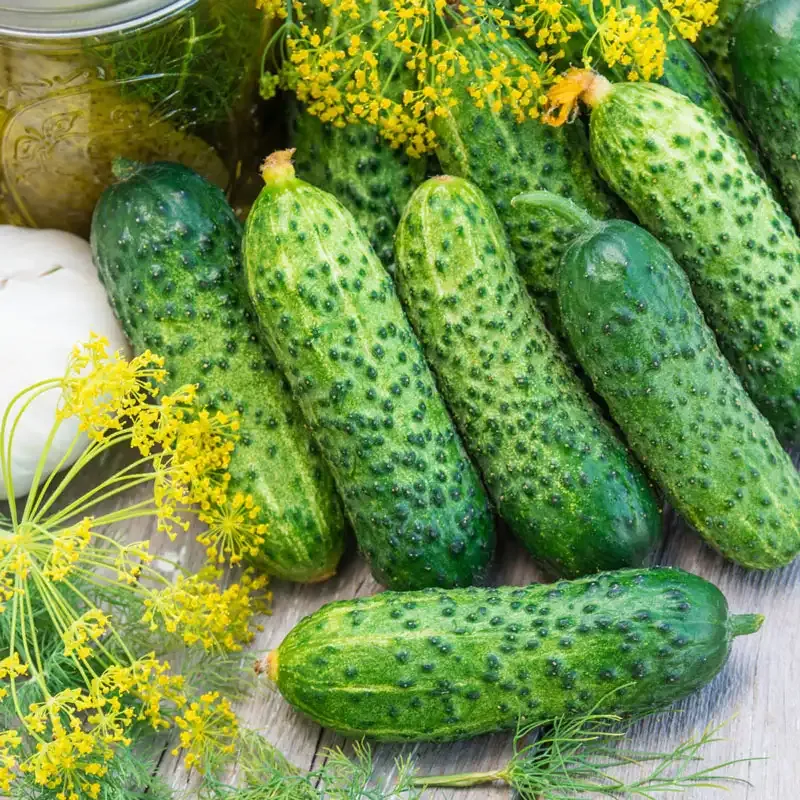 Gherkin Pickling Hybrid Cucumber Seeds - High-Yield Garden Variety 1