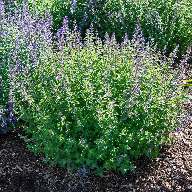 Catnip Seeds (Nepeta Cataria) for Indoor and Outdoor Herb Gardening