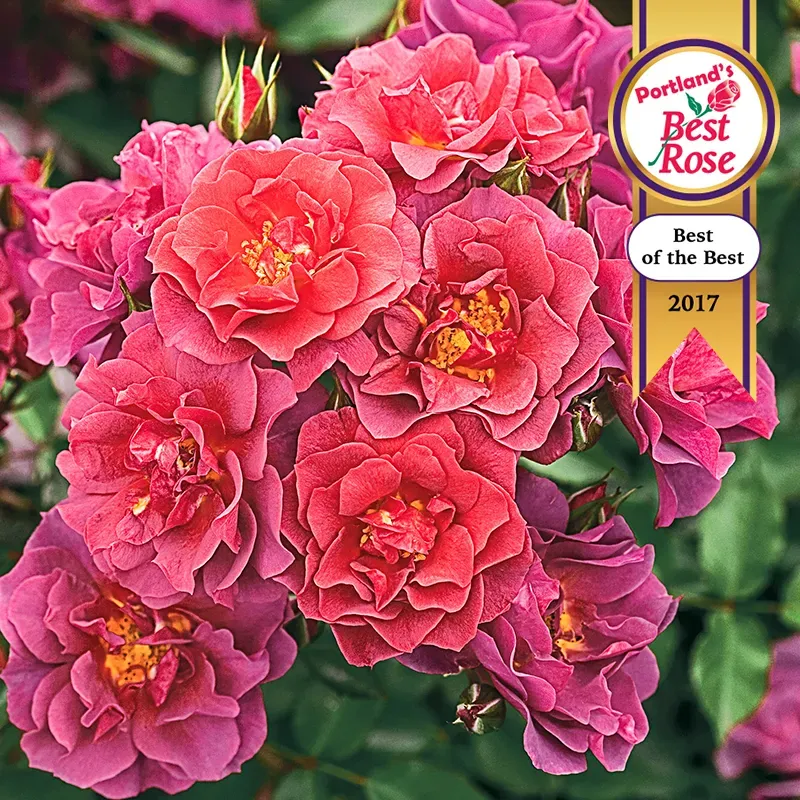 Cinco De Mayo Floribunda Rose - Repeat Blooming Garden Shrub