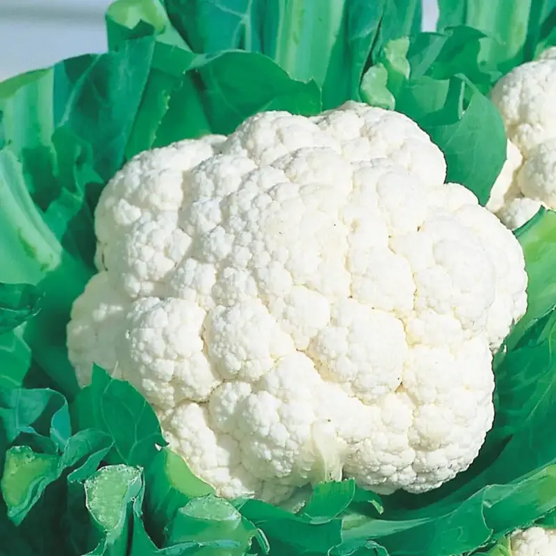 Snow Crown Hybrid Cauliflower Seeds for Early Garden Harvest 1