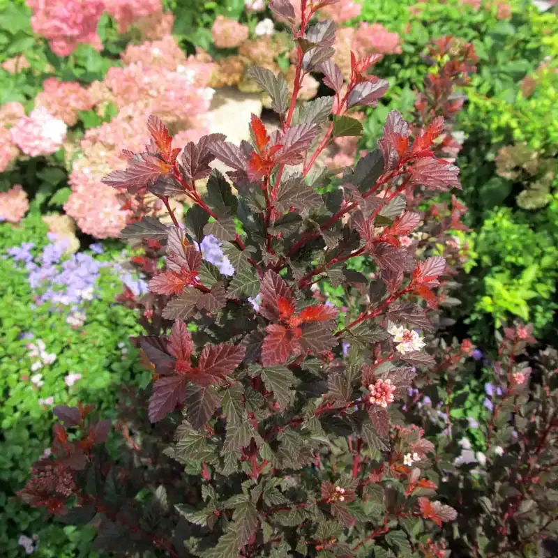 Physocarpus opulifolius Ninebark Deciduous Ornamental Shrub 1