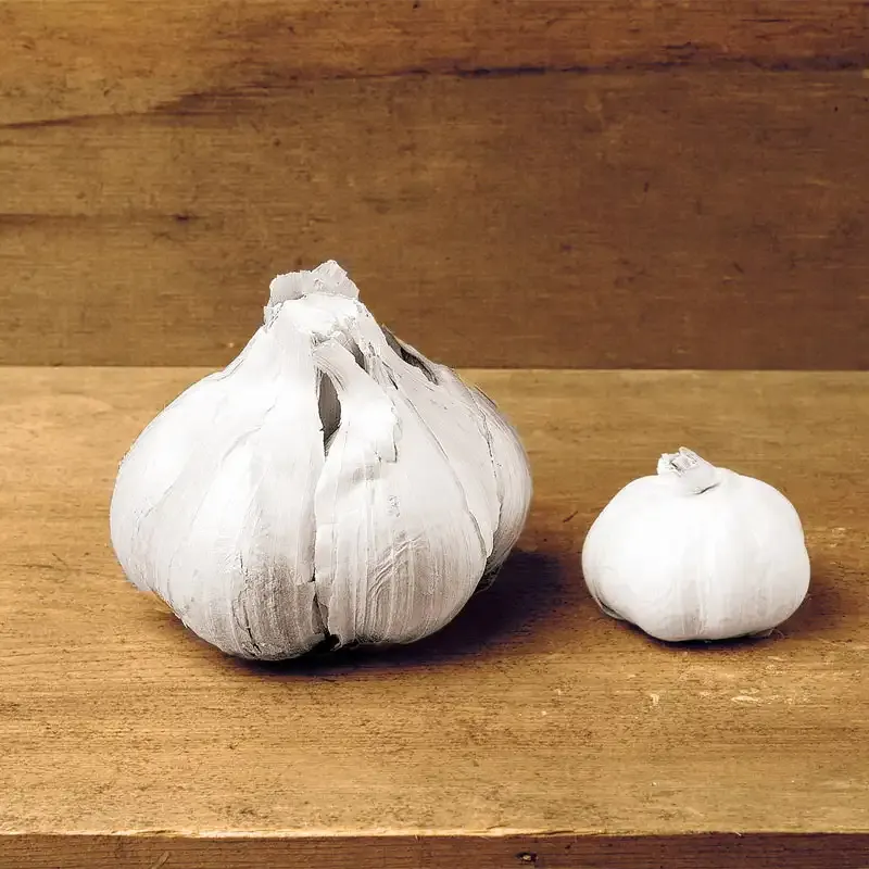 Fresh Elephant Garlic Bulbs - Mild Flavor Large Allium for Culinary Use 1