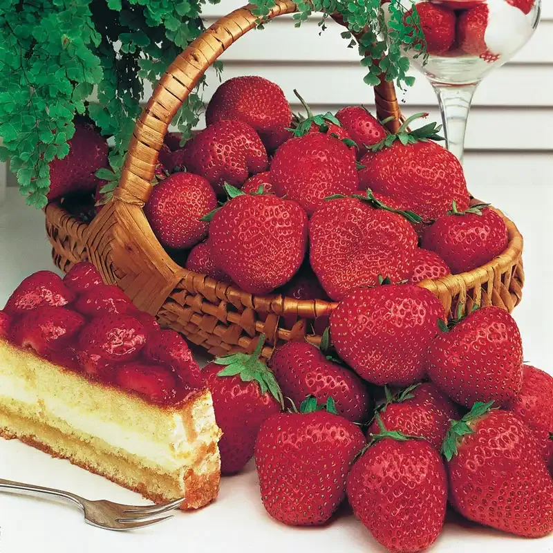 Whopper Junebearing Strawberry Plants - High-Yield Garden Fruit Starts