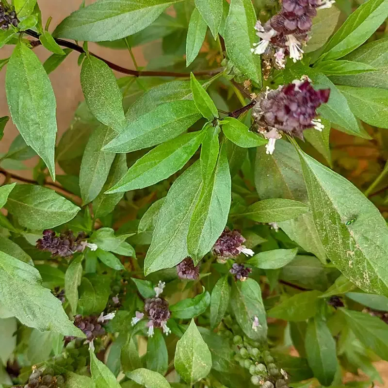 Fresh Thai Basil Leaves - Aromatic Culinary Herb for Authentic Southeast Asian Cuisine