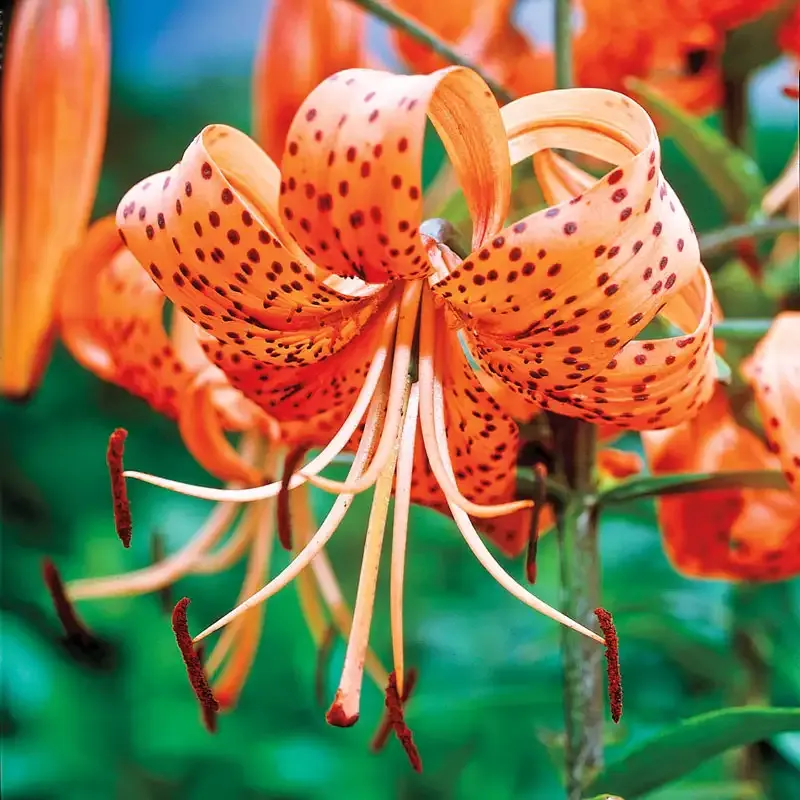 Hybrid Tiger Lily Perennial Ornamental Garden Flower