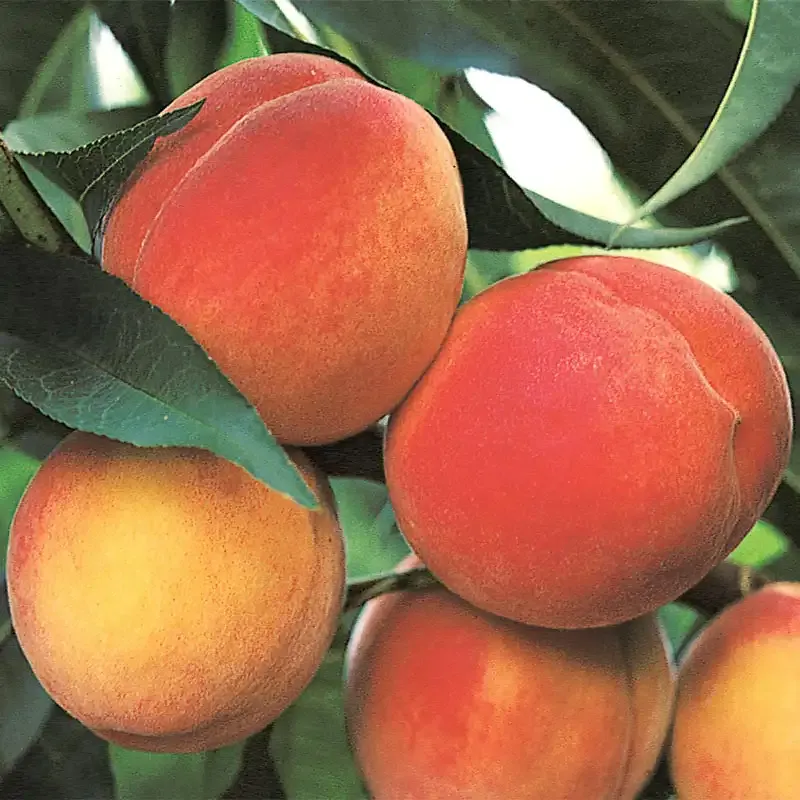 Belle of Georgia Peach Tree - Self-Pollinating Fruit Bearing Tree