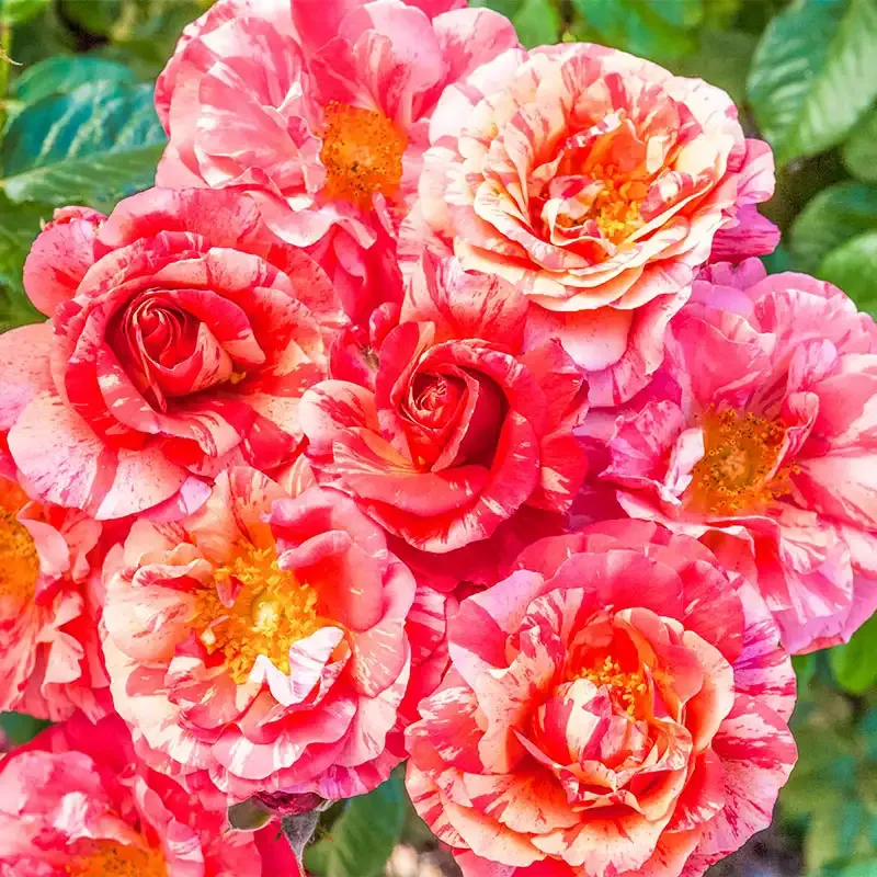 Frida Kahlo Floribunda Rose Bush - Repeat Blooming Striped Garden Shrub 2