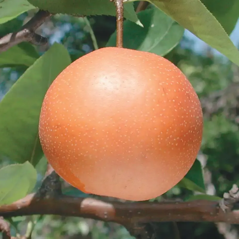 Chojuro Asian Pear Tree - Productive Fruit-Bearing Cultivar