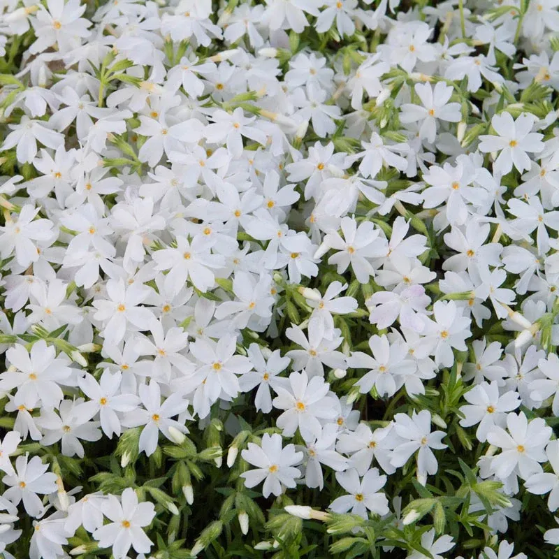 Snowflake Creeping Phlox Perennial Ground Cover Plant