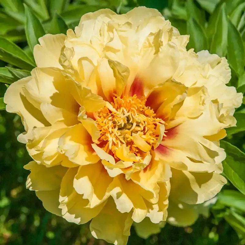 Bartzella Itoh Peony Intersectional Hybrid Perennial Plant