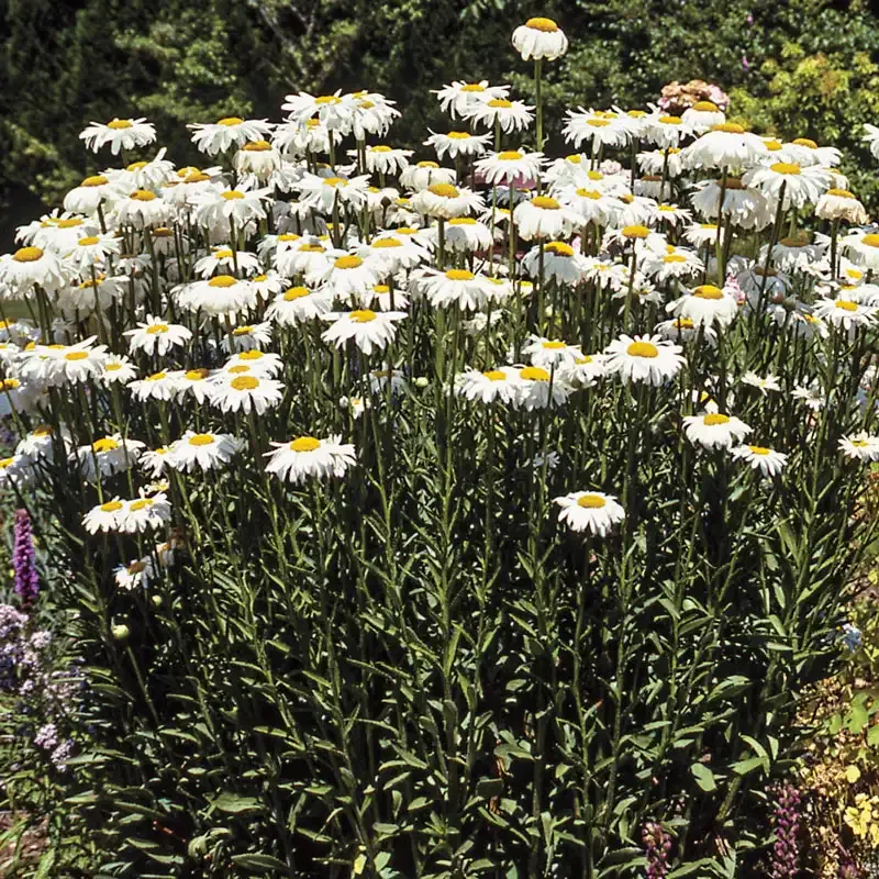 Becky Perennial Shasta Daisy (Leucanthemum x superbum)