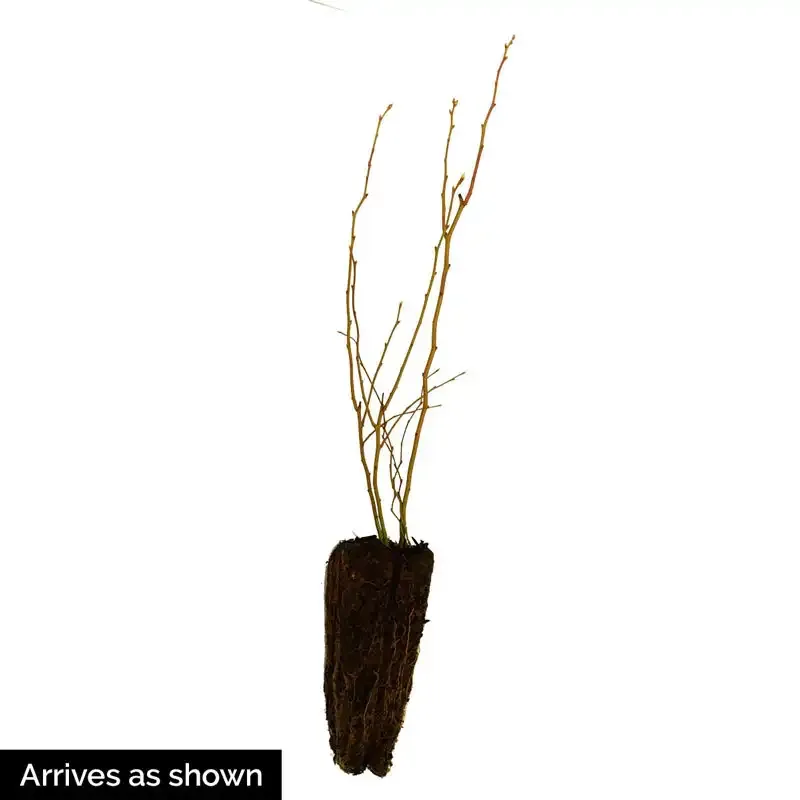 Duke Northern Highbush Blueberry Hedge Plant 4