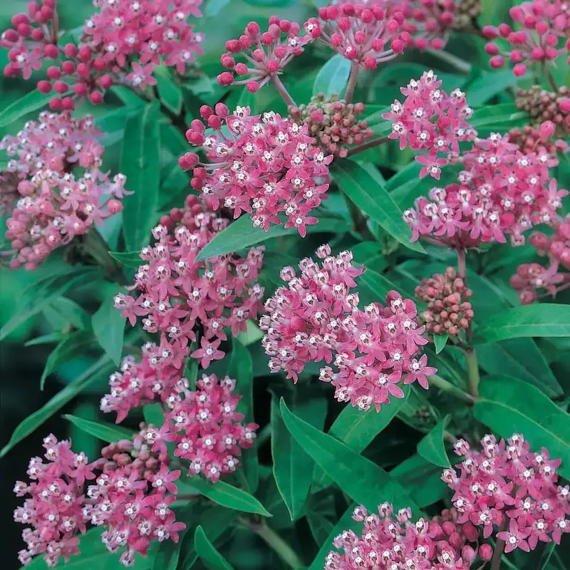 Cinderella Milkweed (Asclepias incarnata) Native Perennial Seeds 1