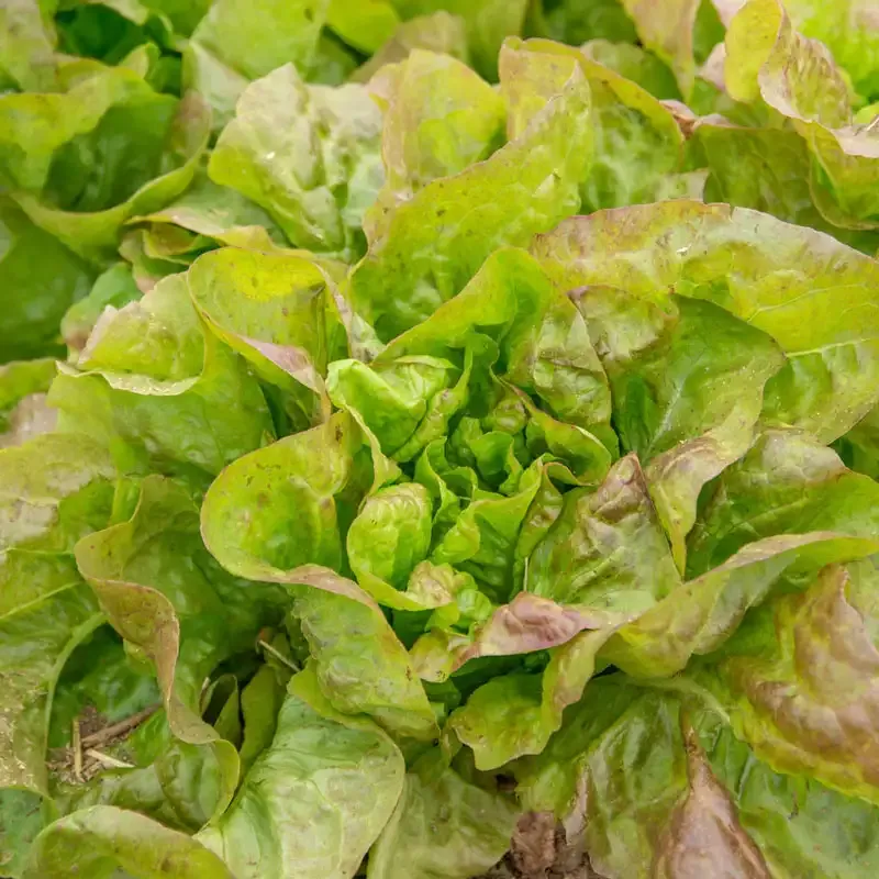 Blush Butter Cos Lettuce Heirloom Salad Greens 1