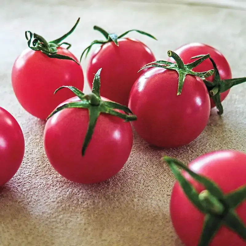 Sweet Treats Hybrid Tomato Seeds - High-Yield Disease Resistant Variety