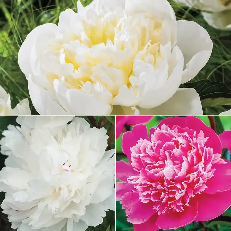 Most Fragrant Peony Collection - Assorted Perennial Flower Bulbs
