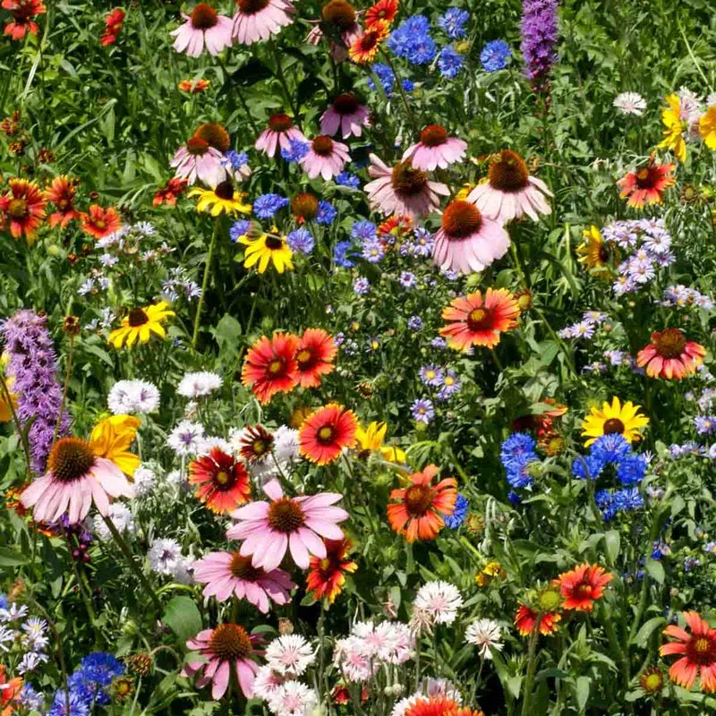 Northeast Wildflower Seed Mix - Native Perennial and Annual Flower Blend
